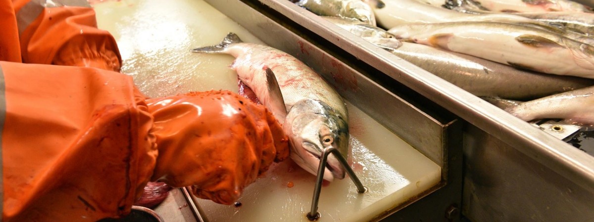 Norwegia szuka zysków. Odpadki z ryb służą do produkcji towarów dla ludzi