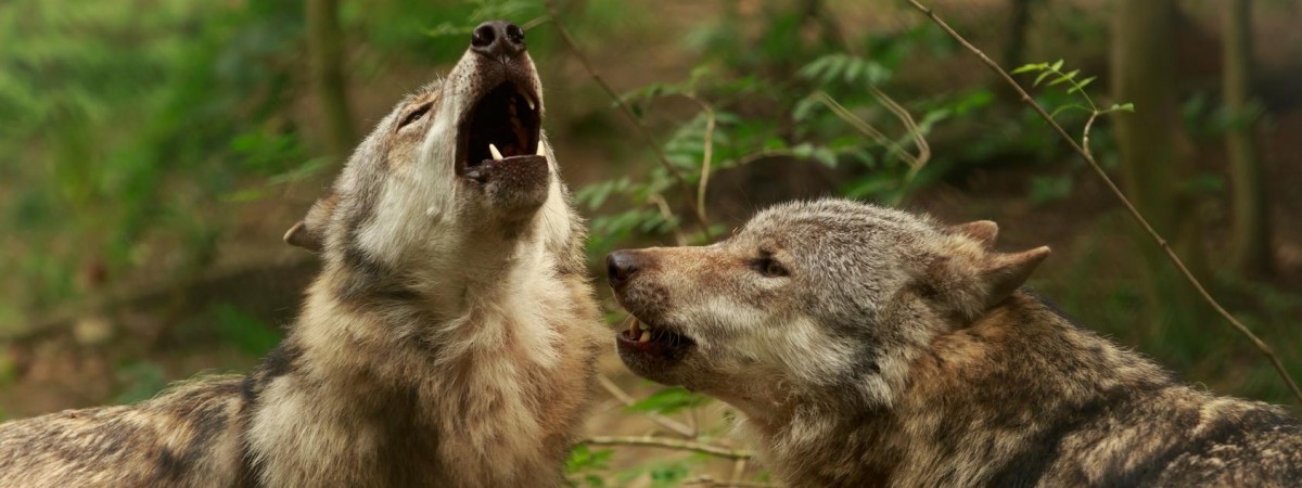 Wielka czwórka zagrożonych zwierząt w Norwegii: wilki