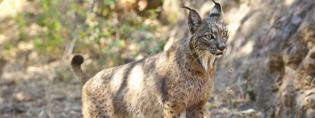 Wielka czwórka zagrożonych zwierząt w Norwegii: rysie