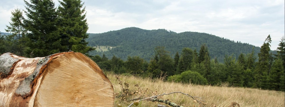 „To tak, jakby podpalali stavkirke”: Norwegowie wycinają lasy, w których żyją zagrożone gatunki roślin