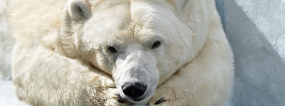 Ebola, szczyt klimatyczny i niedźwiedzie polarne – o tym mówiło się w Norwegii w 2015