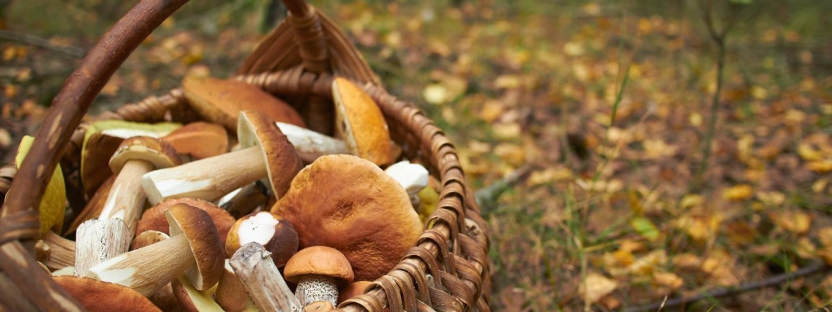 Sezon bogaty w jagody i grzyby. W norweskich lasach prawdziwe zatrzęsienie