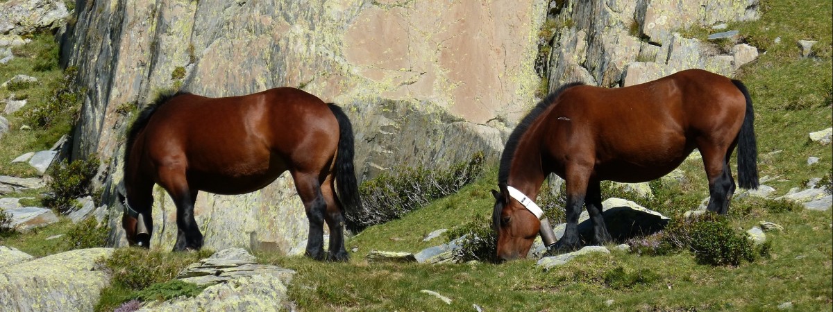 Zwierzęta są mądrzejsze, niż dotychczas sądziliśmy. Oto, jak norwescy naukowcy uczą konie „mówić”
