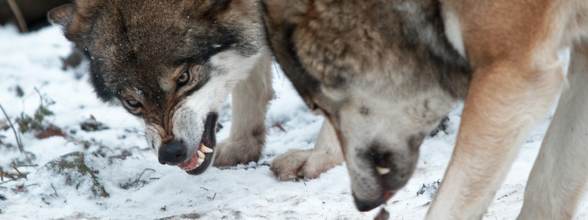 Psy rozszarpane przez wilki: kontrowersyjne wideo norweskiej partii politycznej