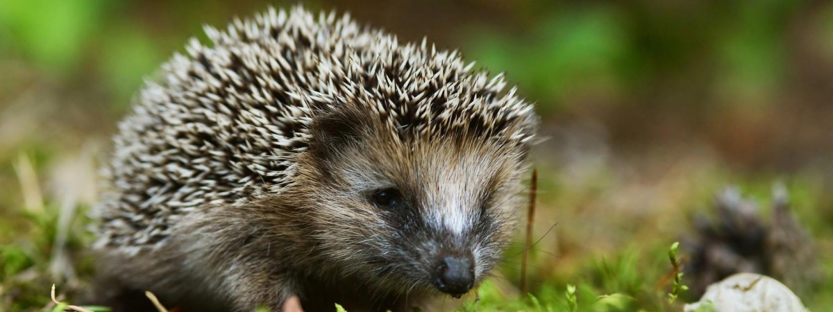 Maj miesiącem przebudzenia jeży. Jak zadbać o bezpieczeństwo znalezionego zwierzaka?
