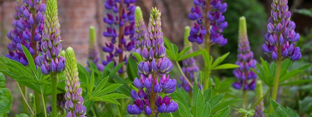 Czego nie posadzicie w swoim ogródku? Lista roślin zakazanych w Norwegii