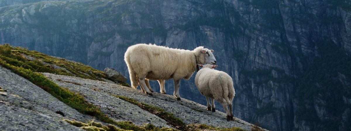 Oglądaj Norwegię oczami owcy. To nie żart, tylko nowy pomysł na promocję krajowej turystyki