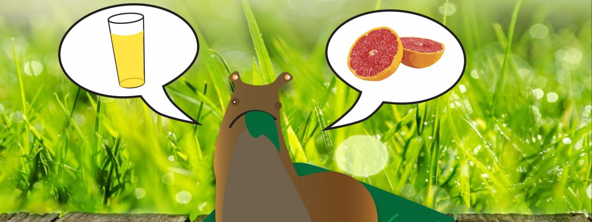 Zadbaj o swój ogród: Piwo i grejpfruty kontra letnia plaga brązowych ślimaków