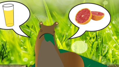 Zadbaj o swój ogród: Piwo i grejpfruty kontra letnia plaga brązowych ślimaków