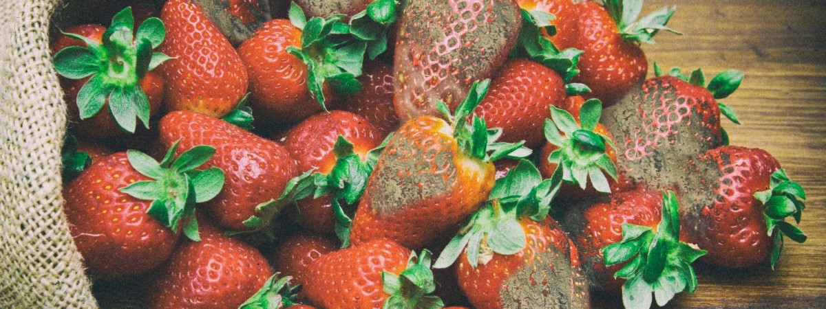 Norweskie truskawki niszczy pleśń. Wielu rolników straciło swoje uprawy