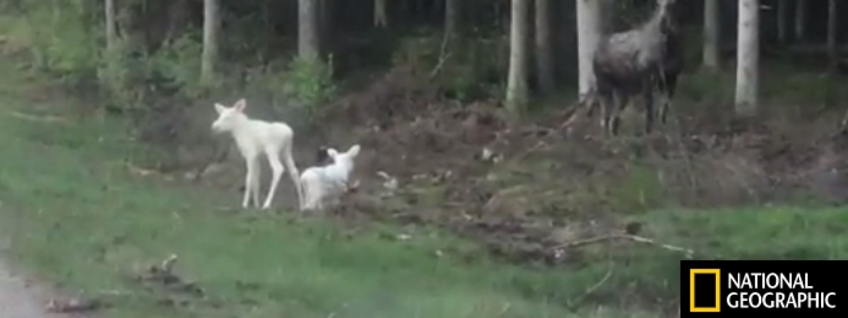 W Norwegii urodziły się unikatowe łosie albinosy [ZOBACZ NAGRANIE]