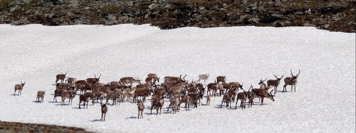 Nowy hit norweskiej „niespiesznej telewizji”: tygodniowa transmisja na żywo z wędrówki reniferów