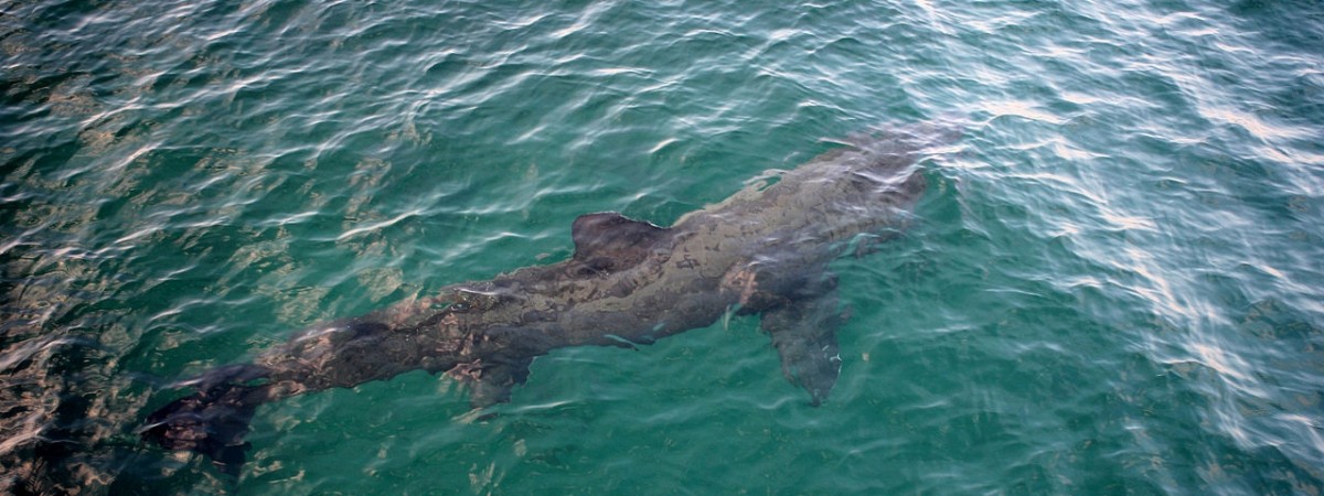 Niezwykły widok: skaczący rekin zadziwił Norwegów