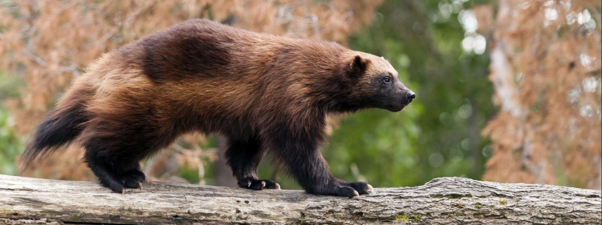 Wielka czwórka zagrożonych zwierząt w Norwegii: rosomaki