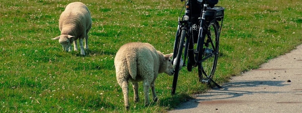 Rowerzyści rozchorowali się po wyścigu. Przyczyną… owcze łajno?