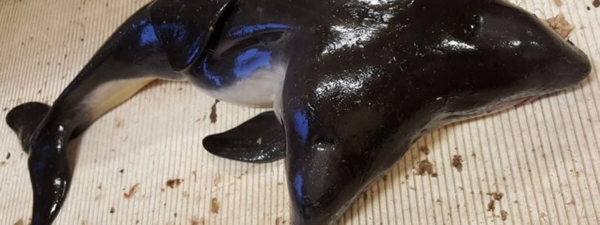 Niespodzianka na Morzu Północnym: rybacy złapali... dwugłowego morświna