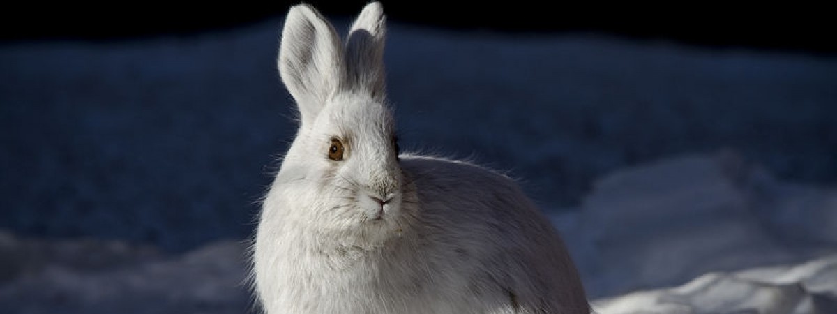 Zając i pardwa zagrożone wyginięciem. Ale nadal do nich strzelają