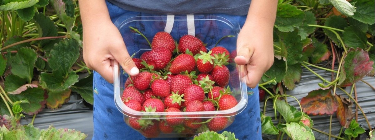 Pryskane ideały? Badania sanepidu potwierdziły: norweskie truskawki zawierają pestycydy