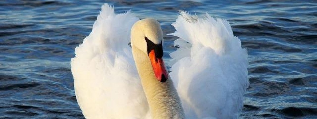 Norwegowie podzieleni przez... łabędzia. Czy „Szef Portu” musi umrzeć?