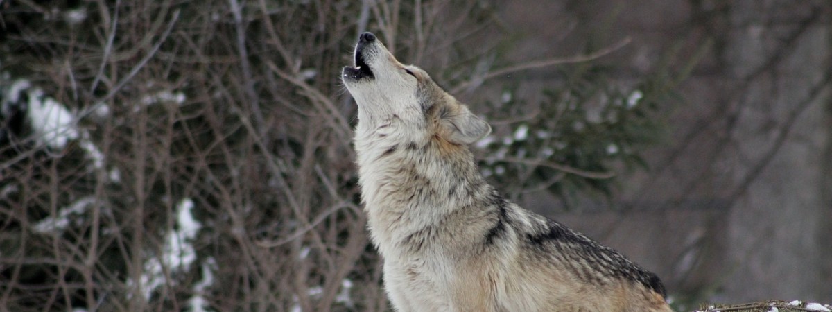„Rozwiązać wilczy supeł” – będą nowe regulacje w sprawie polowań na norweskie wilki