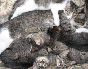 Posiadanie kota na punkcie kota...