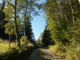 Sezon na leśne zbiory trwa! 