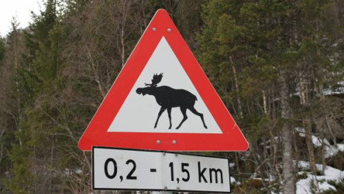 Uwaga! Łoś na kursie kolizyjnym!