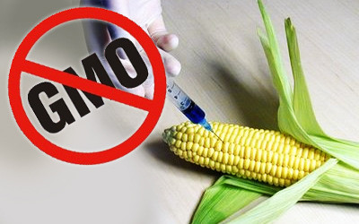 Mattilsynet wstrzymuje sprzedaż zmodyfikowanego genetycznie popcornu