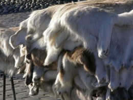 Gdzie można kupić płaszcze ze skór wilków i psów