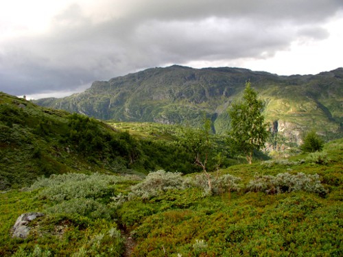 Kącik języka norweskiego - wydanie specjalne - rośliny norweskich gór