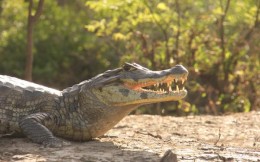 Student z Polski próbował przemycić kajmana