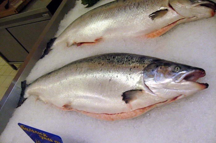 Naukowcy ostrzegają przed łososiem hodowlanym