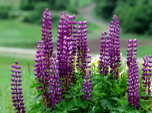 Krajowego Zarządu Dróg walka z... łubinami 