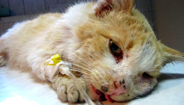 Certyfikaty charakteru dla właścicieli zwierzaków?