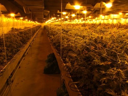 Policja zlikwidowała największą w Polsce plantację konopi (VIDEO)