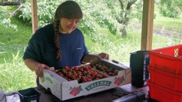 Kryzys w branży truskawkowej