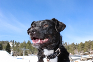 Zmiana przepisów dotyczących wwozu do Norwegii psów, kotów i tchórzofretek 