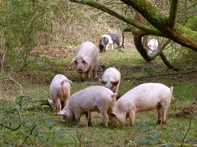 pigs_in_forest_fot._jim_champion.jpg