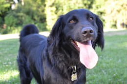 Przewóz zwierząt domowych