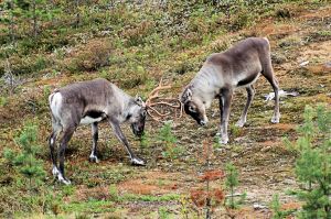 Radioaktywny Jotunheimen 