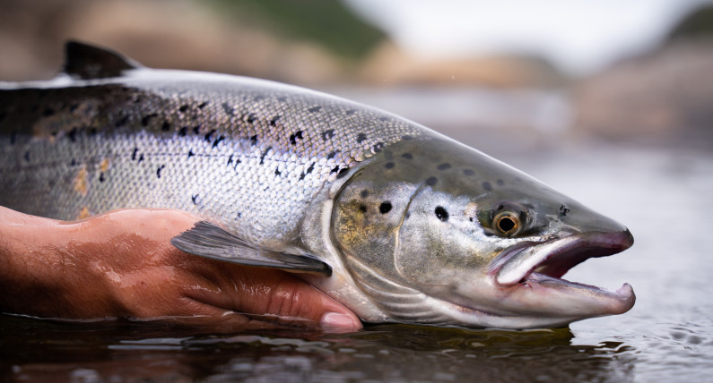 To koniec norweskiego łososia? Ciąg dalszy afery nad fiordami