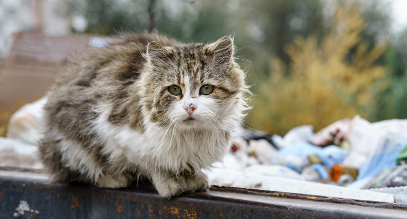 Politycy mówią: dość! Chcą podwyższenia kar za znęcanie się nad zwierzętami