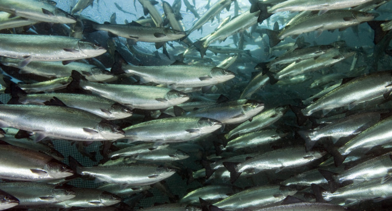 Wraca problem norweskiego łososia. Hodowcy chcieli oszukać państwo?