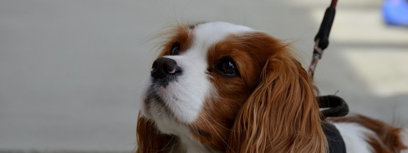 Po raz pierwszy w Norwegii – policja dla zwierząt