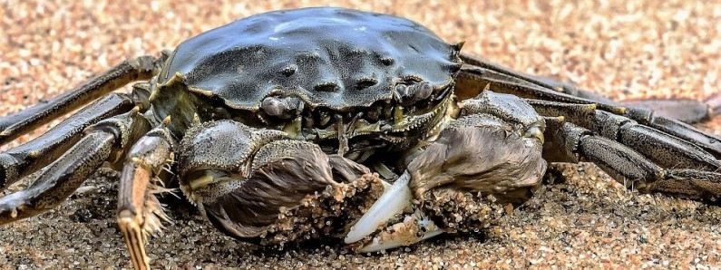 Krabowe safari - warto spróbować!