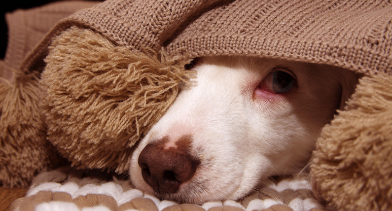 Ten typ psa wybiera coraz więcej Norwegów. Kierują się jednym impulsem