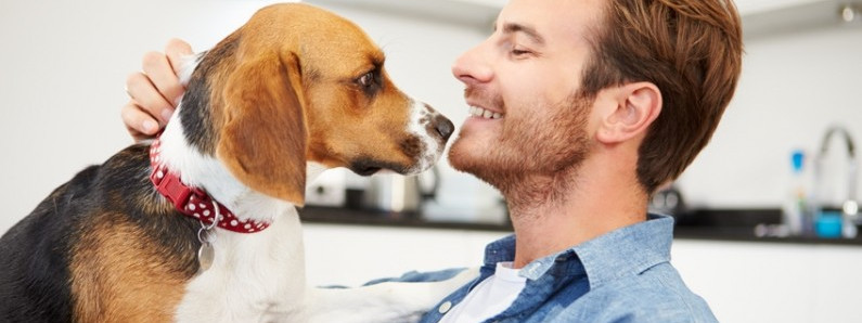 Antidotum z Polski ratuje norweskie psy