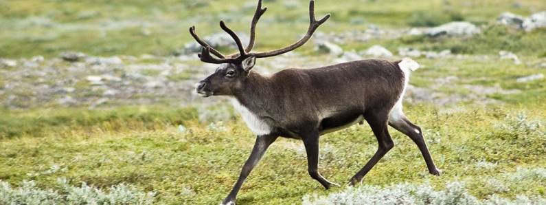 Piękno dalekiej północy – Alta, Hammerfest i Nordkapp