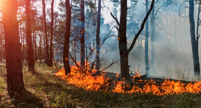 Pożary wybuchają jeden po drugim. Strażacy ostrzegają przed powtórką katastrofy z 2014 roku