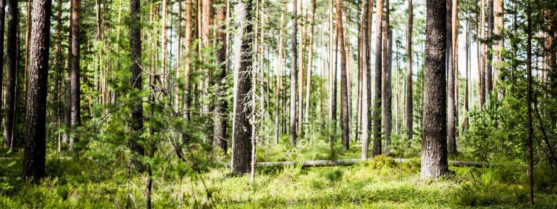 Polak zginął przy wycince drzew w Volda